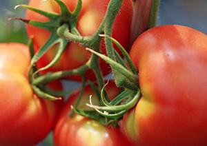 健康管理は食べるものから始めよう